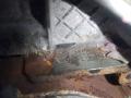 двигатель Audi A8 D4/4H 2011, 3.0 л., TDi, CDT, дизель, АКПП, синий, седан, полный привод, CDT - фото №7